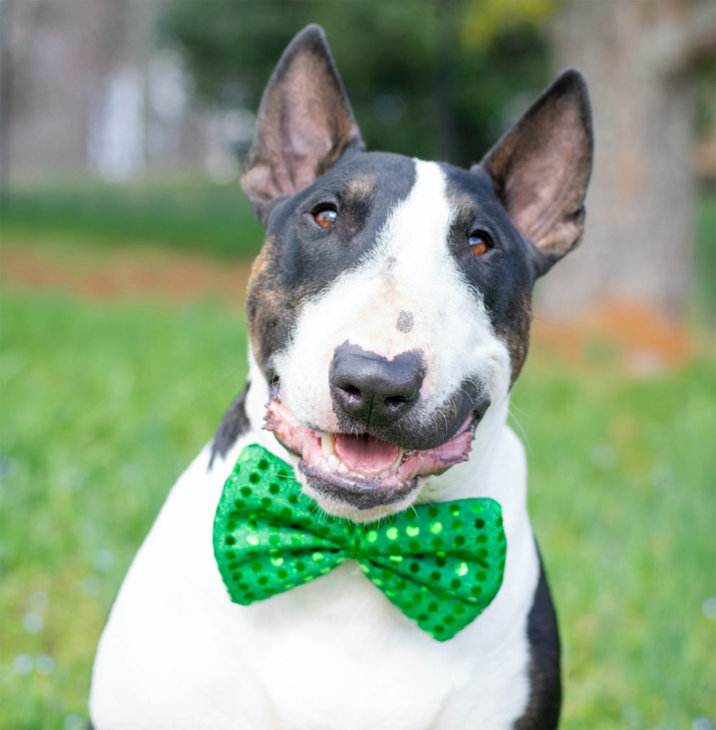 Puppy in green bowtie.