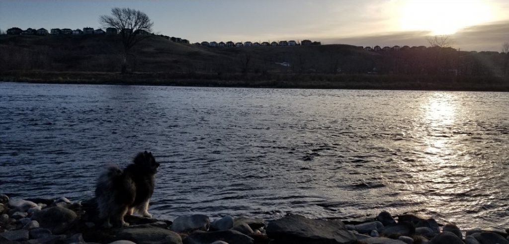 A dog stands by the Bow River in Wolf Willow at sunset.