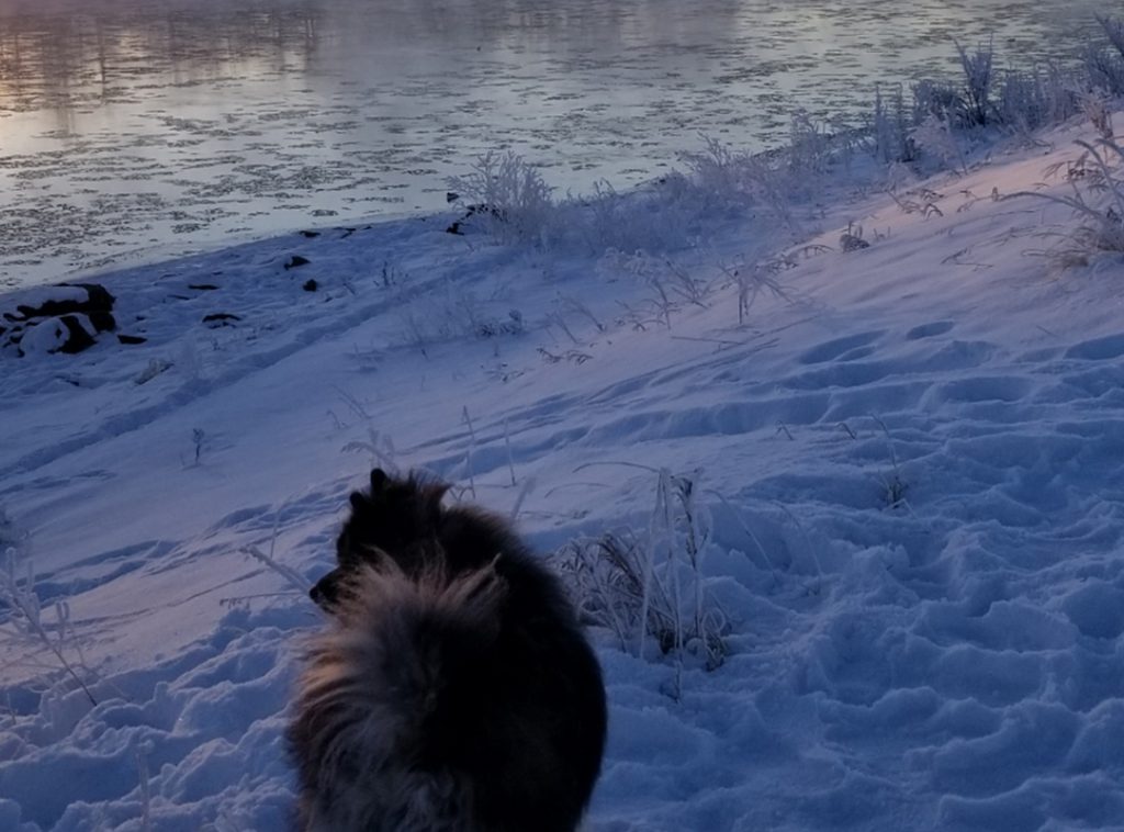 A dog standing in the snow next to a body of water. 