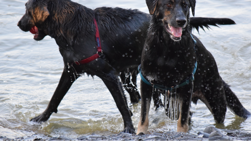 Two black dogs playing in the water.