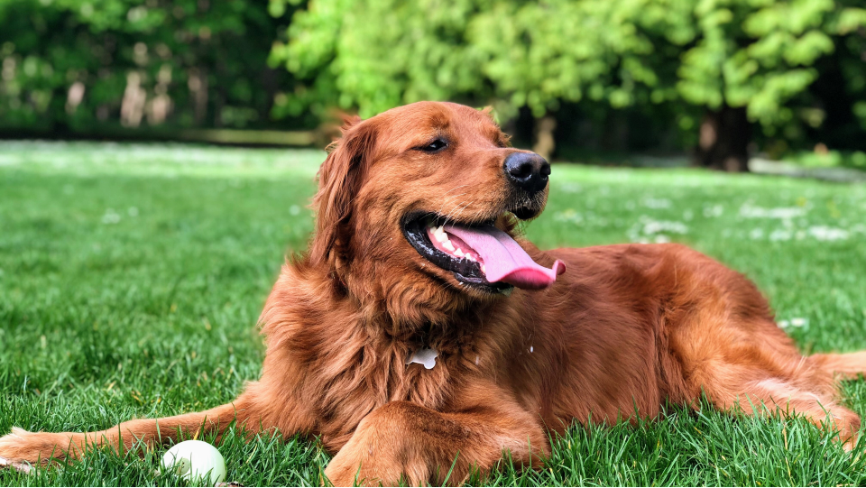A golden retriever resting after playing fetch at a dog park.