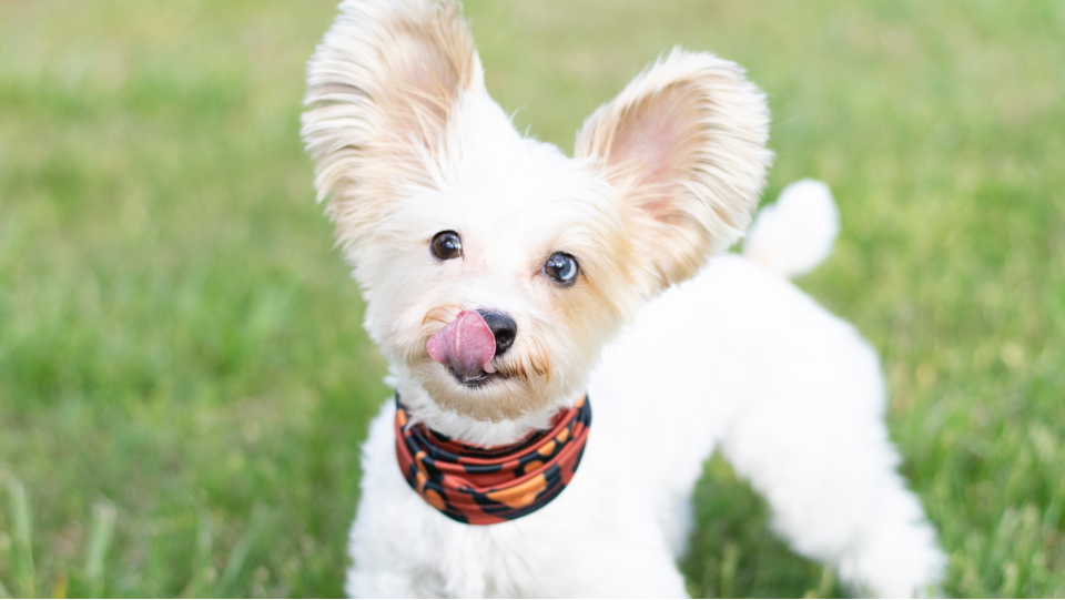 A small dog licking its lips at a dog park.