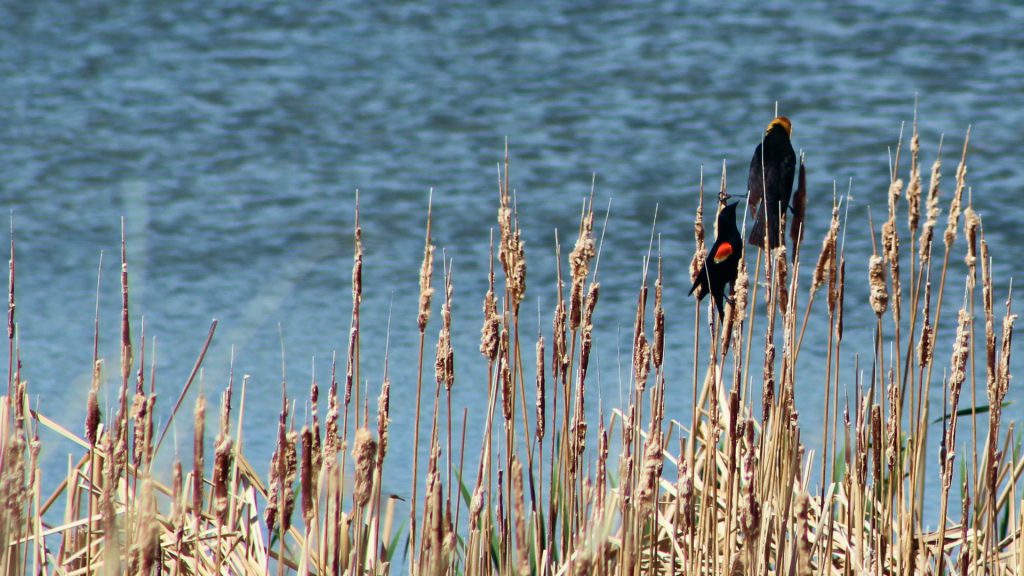 Two red-winged blackbirds sitting on cattails in Fish Creek Park.