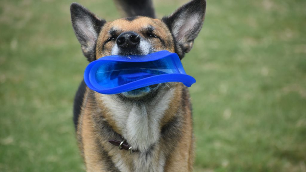 happy dog bringing a frisbee to owner in the park