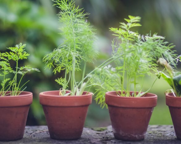 row of potted starter plants