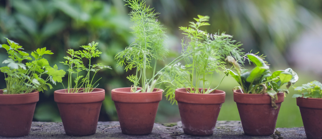 row of potted starter plants