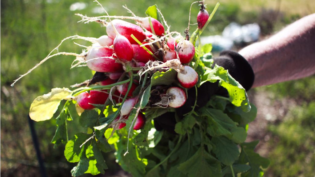 freshly grown radishes from the garden