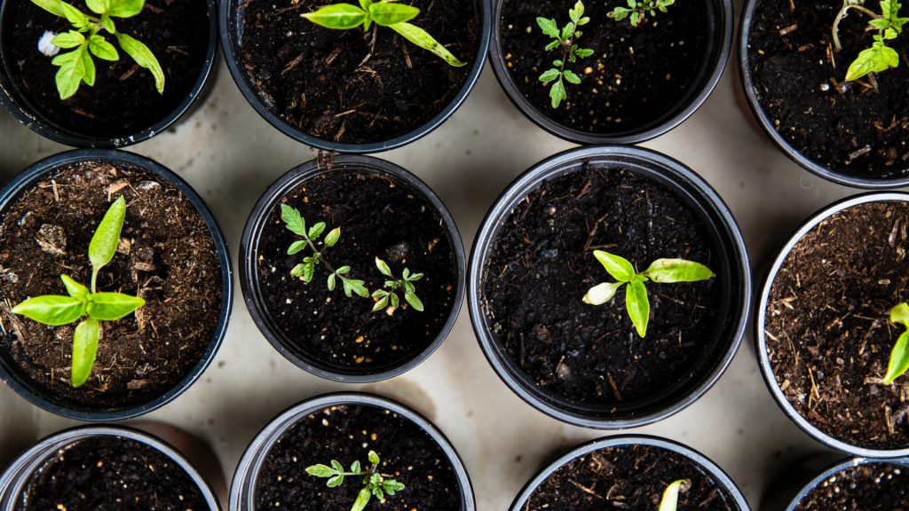 a grid of sprouting starter plants