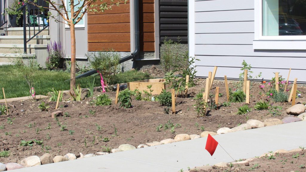 front yard landscaping in wolf willow