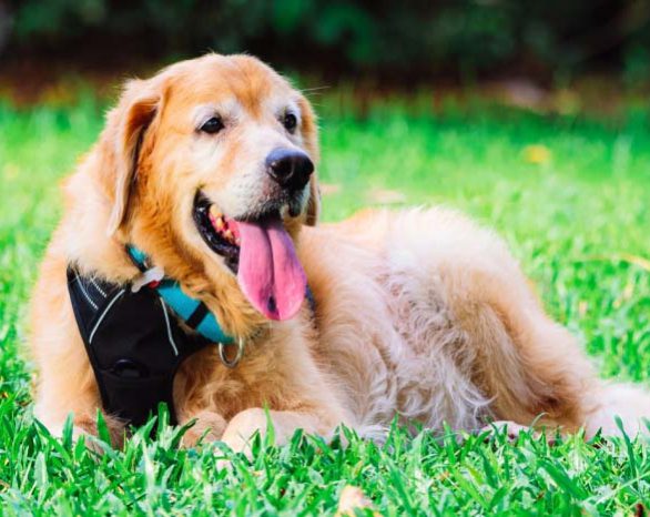 elderly golden retriever laying in the grass at a dog park