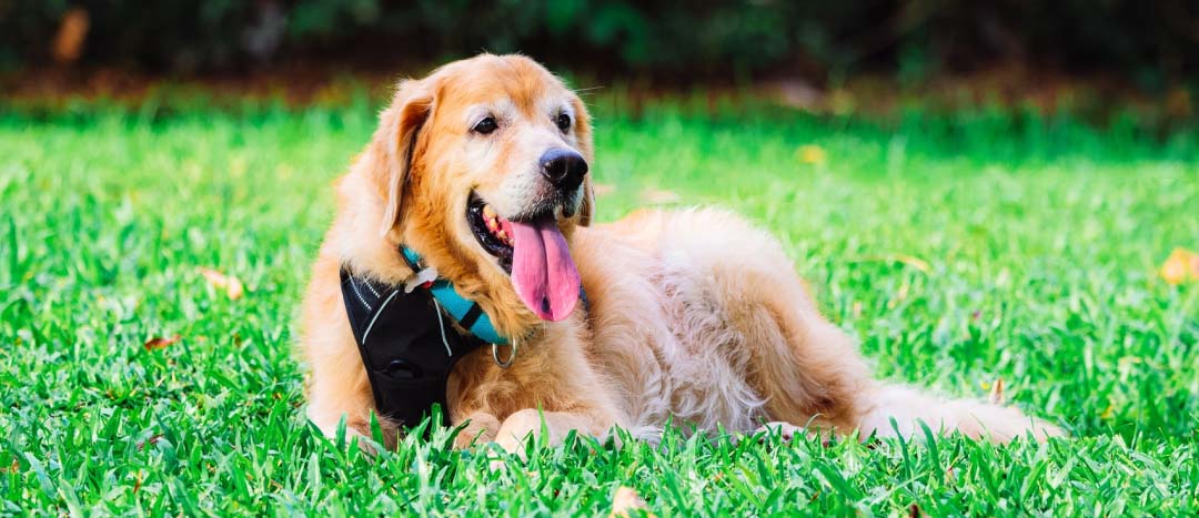 elderly golden retriever laying in the grass at a dog park