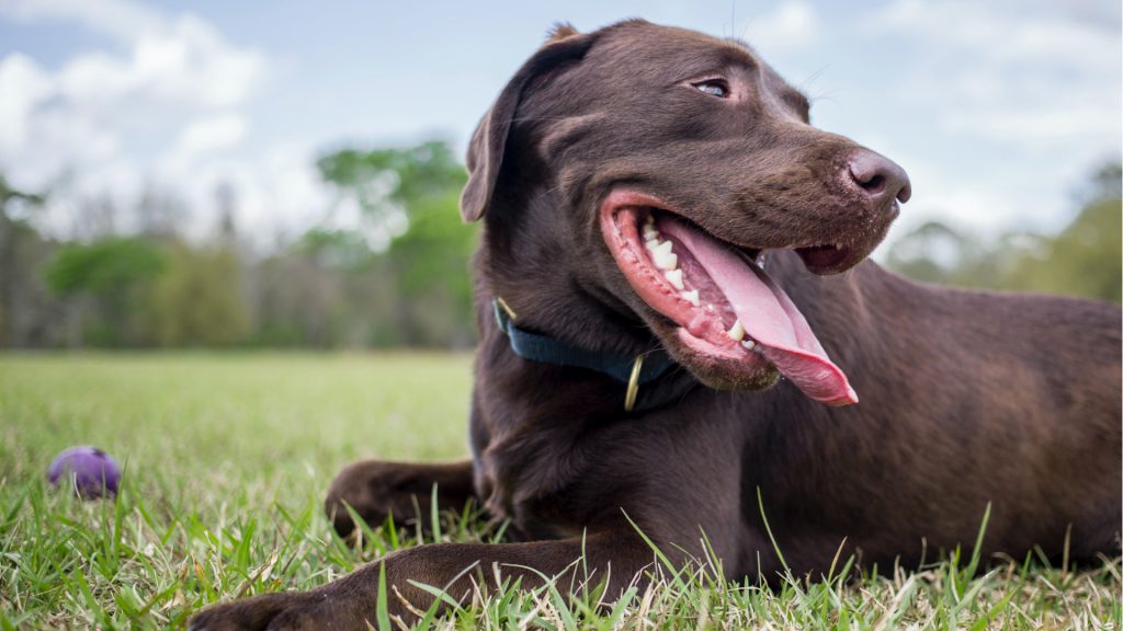 a chocolate lap with its tongue out in a park