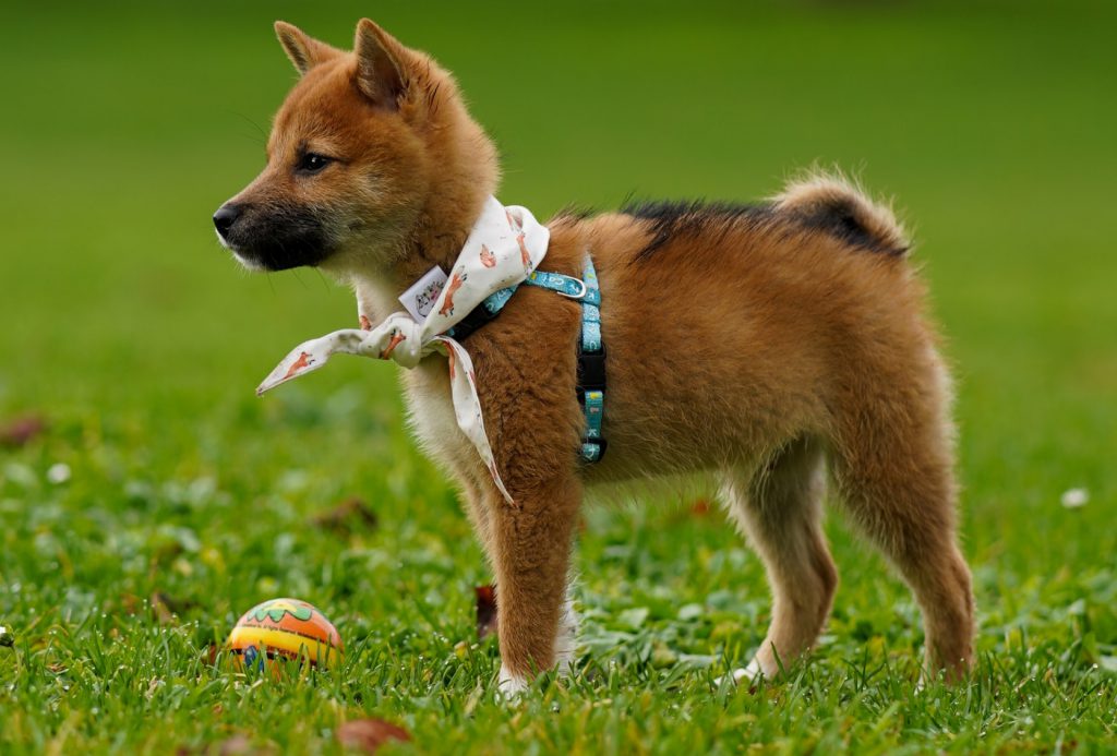 a shiba inu puppy looking around a dog park