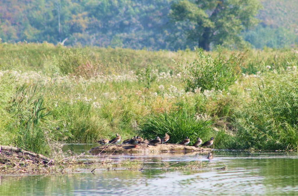 a bunch of ducks in the engineered wetlands of fish creek park