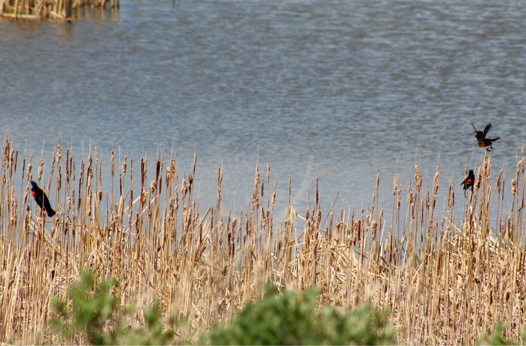 three birds sitting on vegetation in an engineered wetland