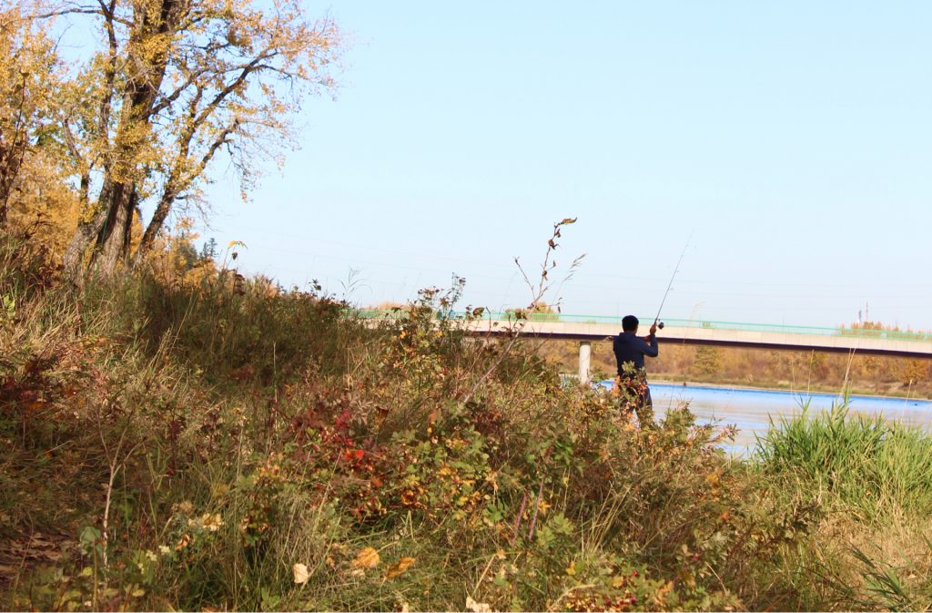 fly fisher standing on the bank of the bow river pulling the rod up