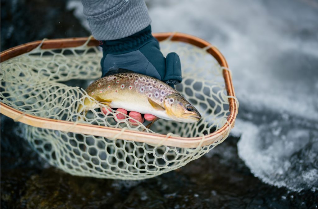 fly fisher showing their freshly caught fish in a net