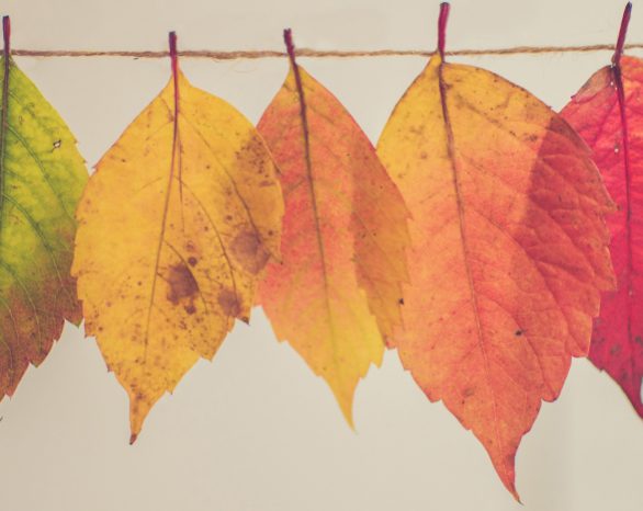 line of autumn leaves lined up starting with green, to yellow, to orange, to red