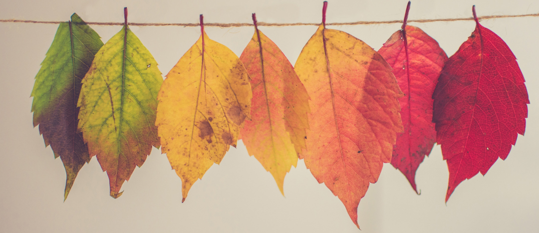 line of autumn leaves lined up starting with green, to yellow, to orange, to red