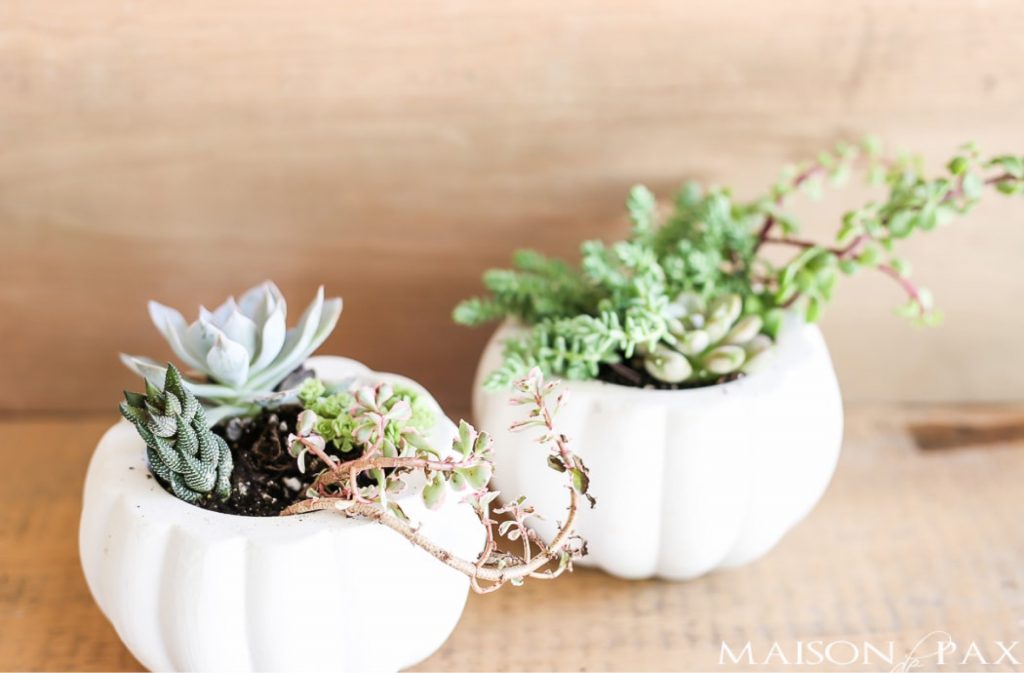 two succulent planters in the shape of white pumpkins